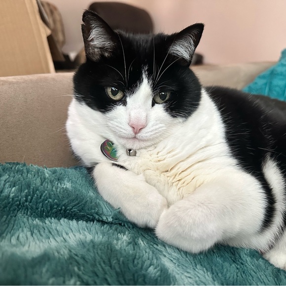 MEET THE POSHER💗 - Picture 5 of 6